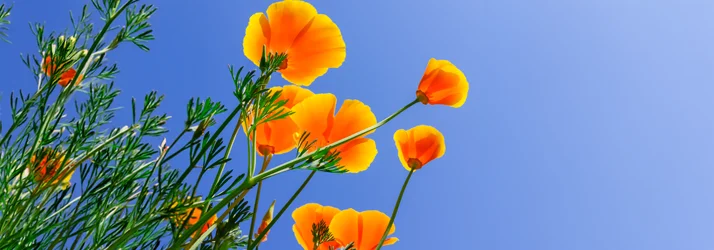 Termini Chiropractic Relief & Wellness in North Hills CA